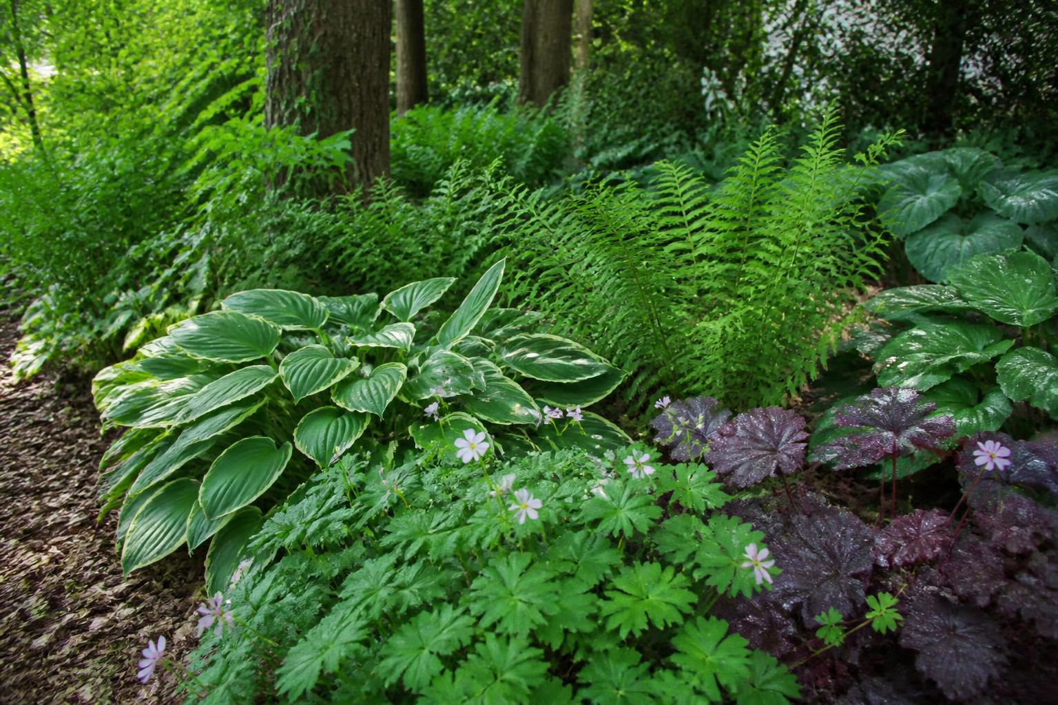 Plantes jardin ombre