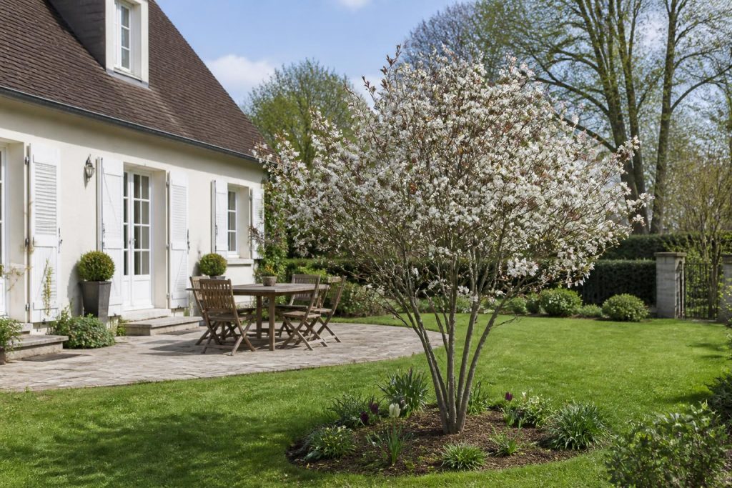 Arbre petit jardin
