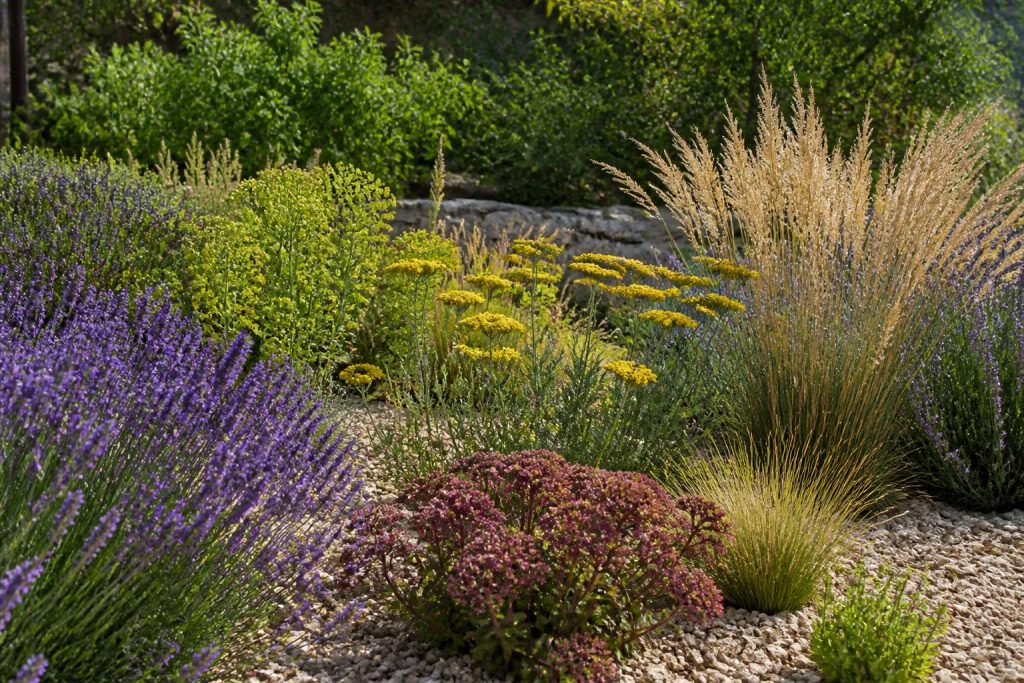Plantes secheresse