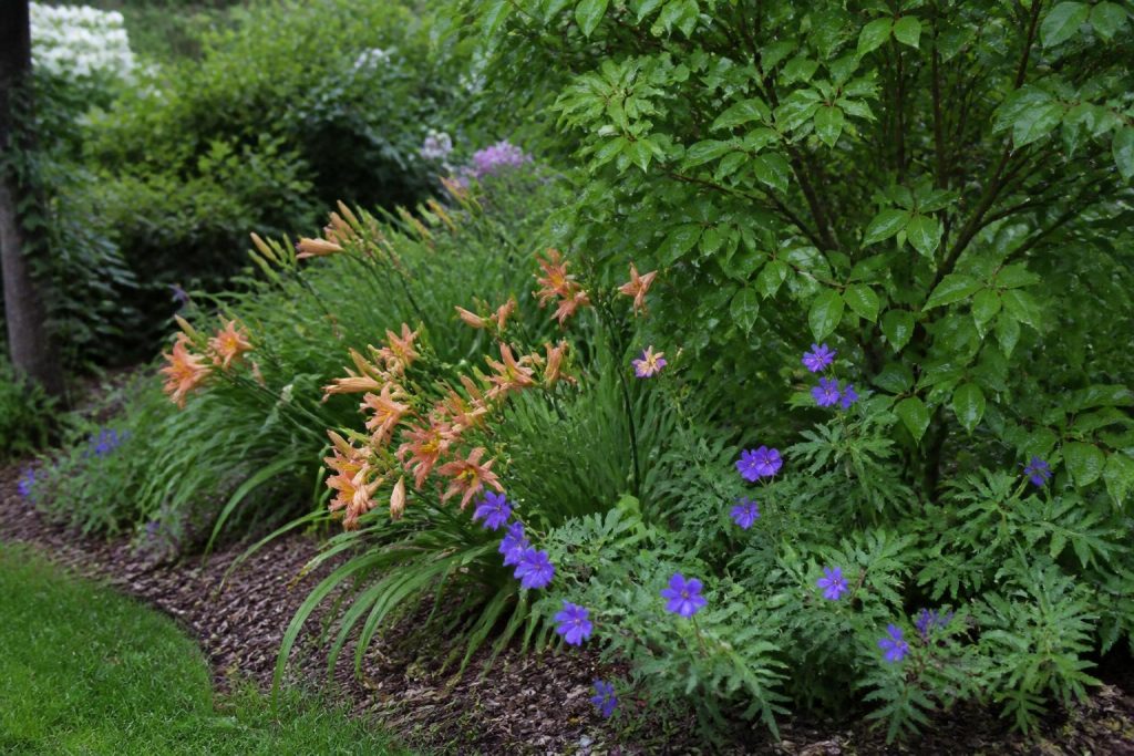 Plantes sol argileux